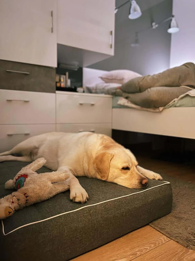 pies rasy labrador śpi na legowisku dla psa