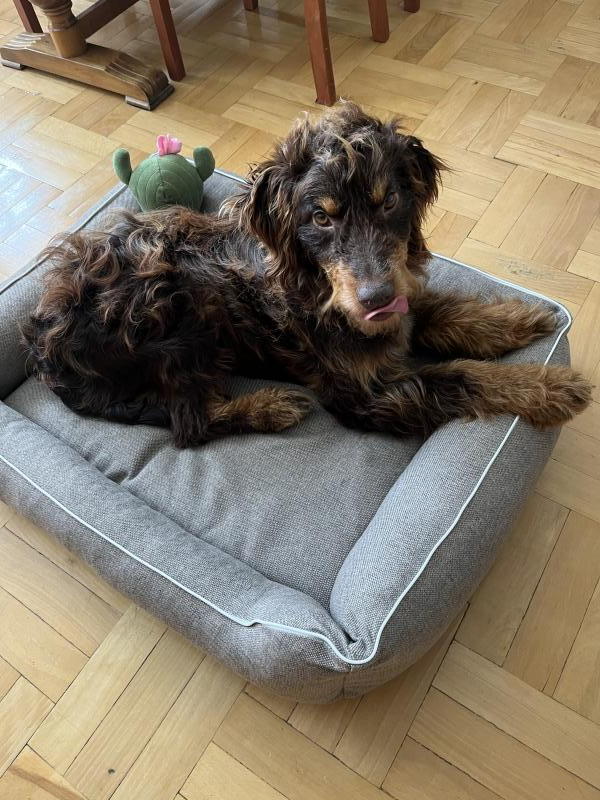 Legowisko dla psa Saba (13/20): beżowa kanapa, ortopedyczna, wygodna.