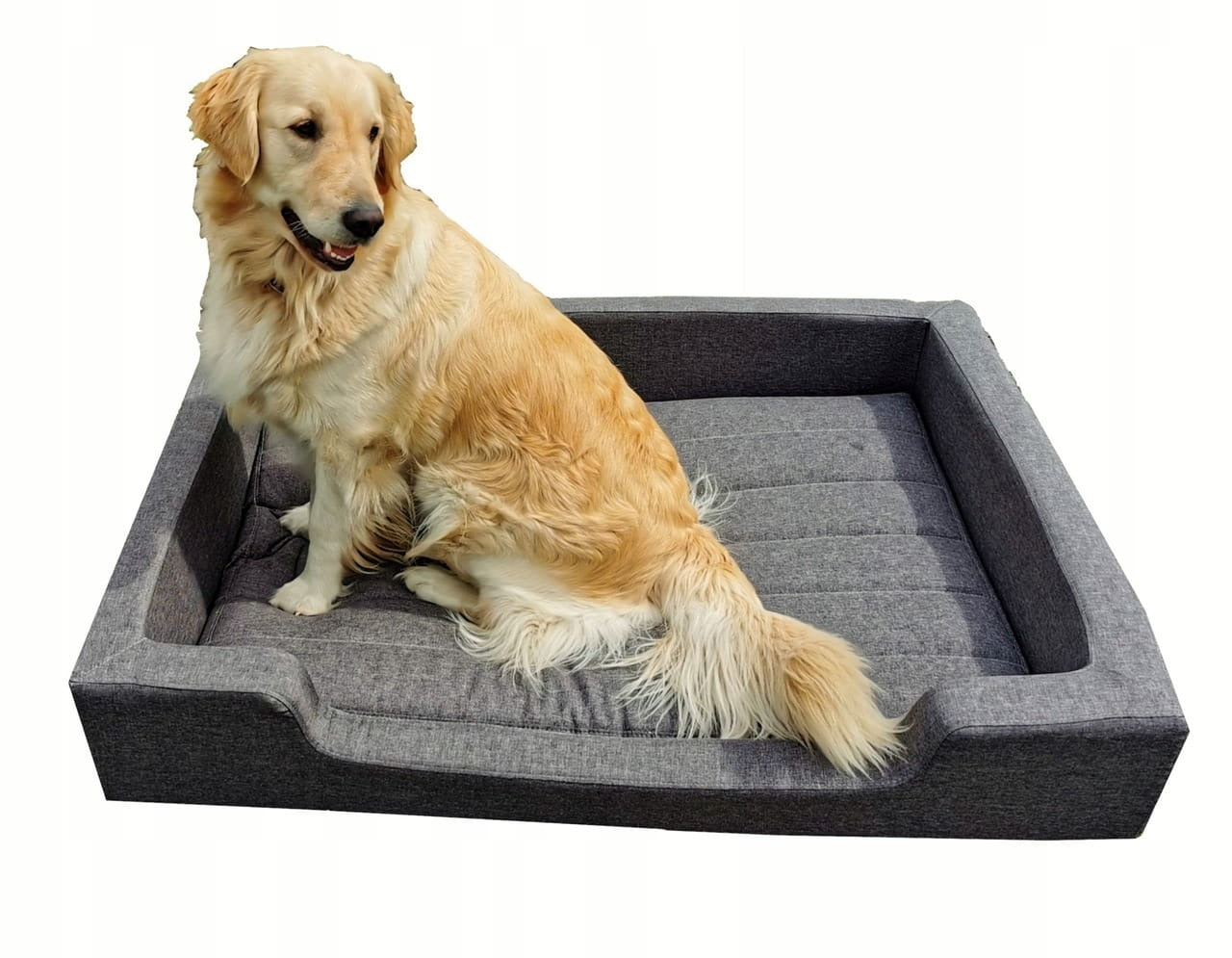 Pies rasy golden retriever na kanapie dla psa Filipek