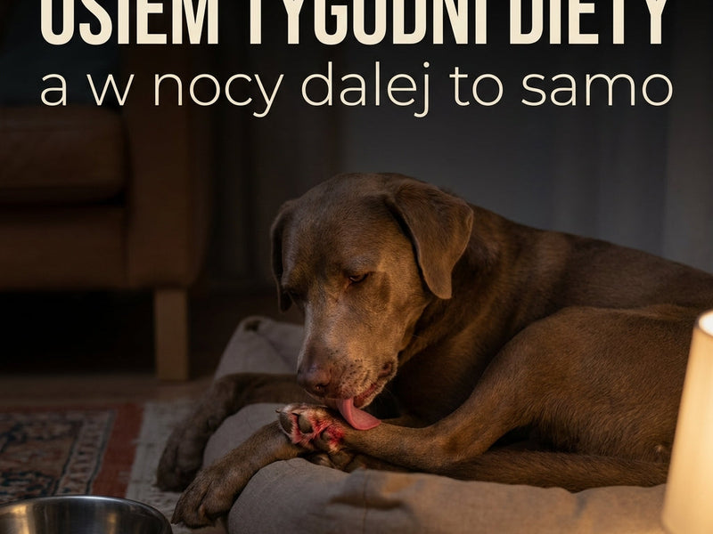 Zmieniłeś karmę na hipoalergiczną, a pies dalej się drapie? Sprawdź, na czym śpi