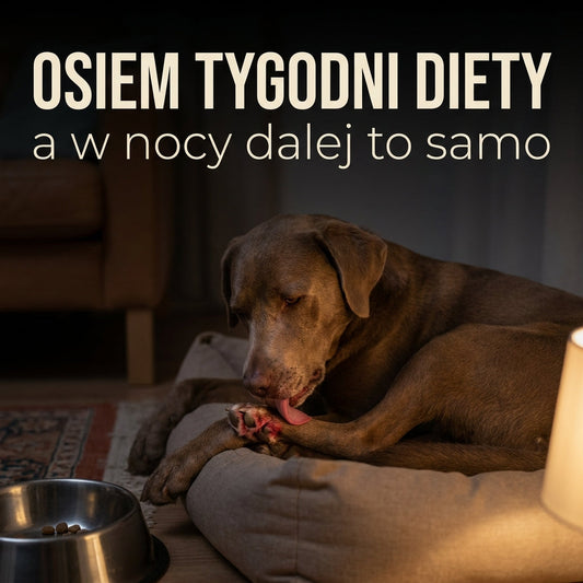 Zmieniłeś karmę na hipoalergiczną, a pies dalej się drapie? Sprawdź, na czym śpi