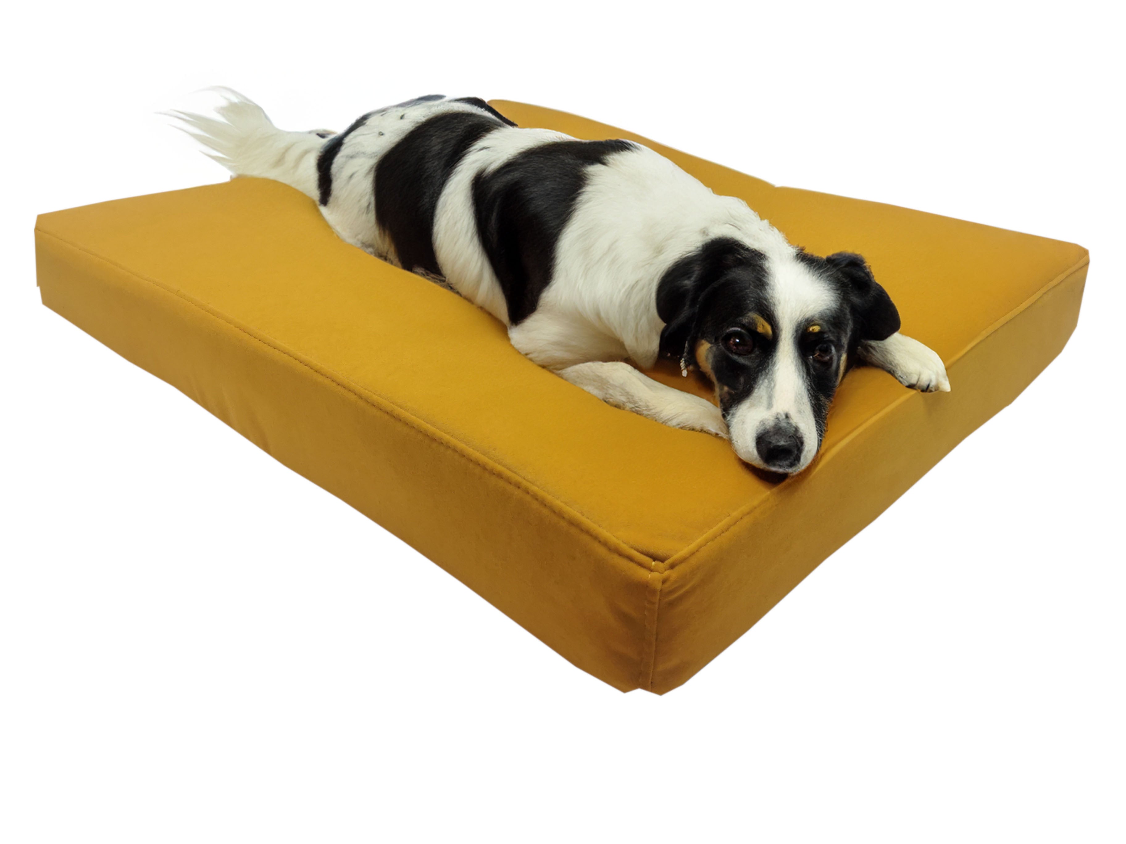 Pies na welurowym legowisku dla psów Afk marki funitopets w kolorze żółtym