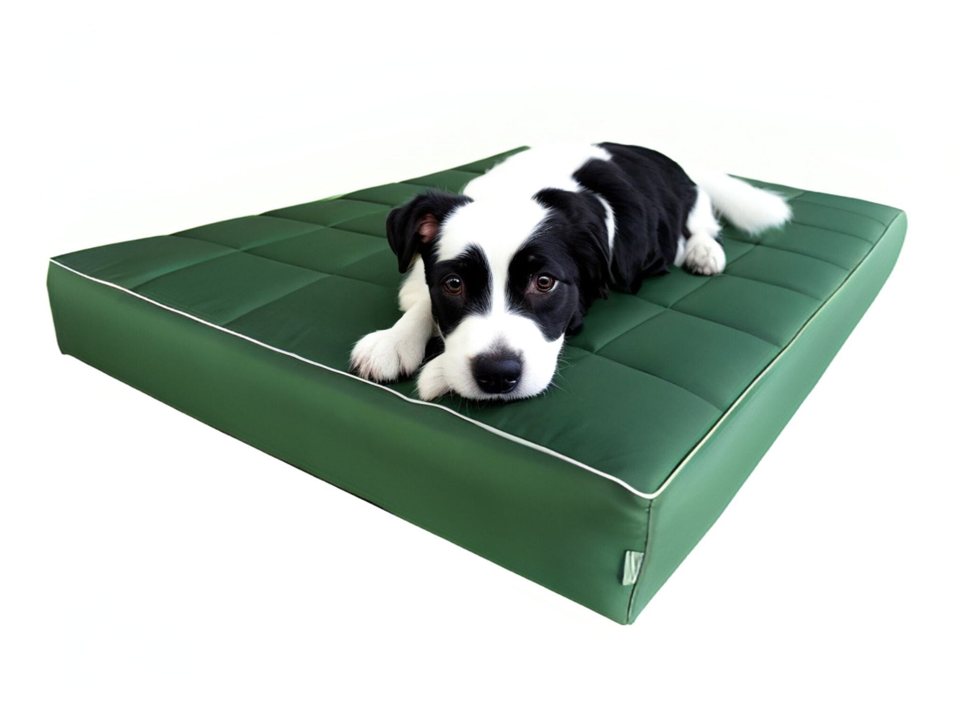 Pies na zielonym legowisku mikola 10 cm