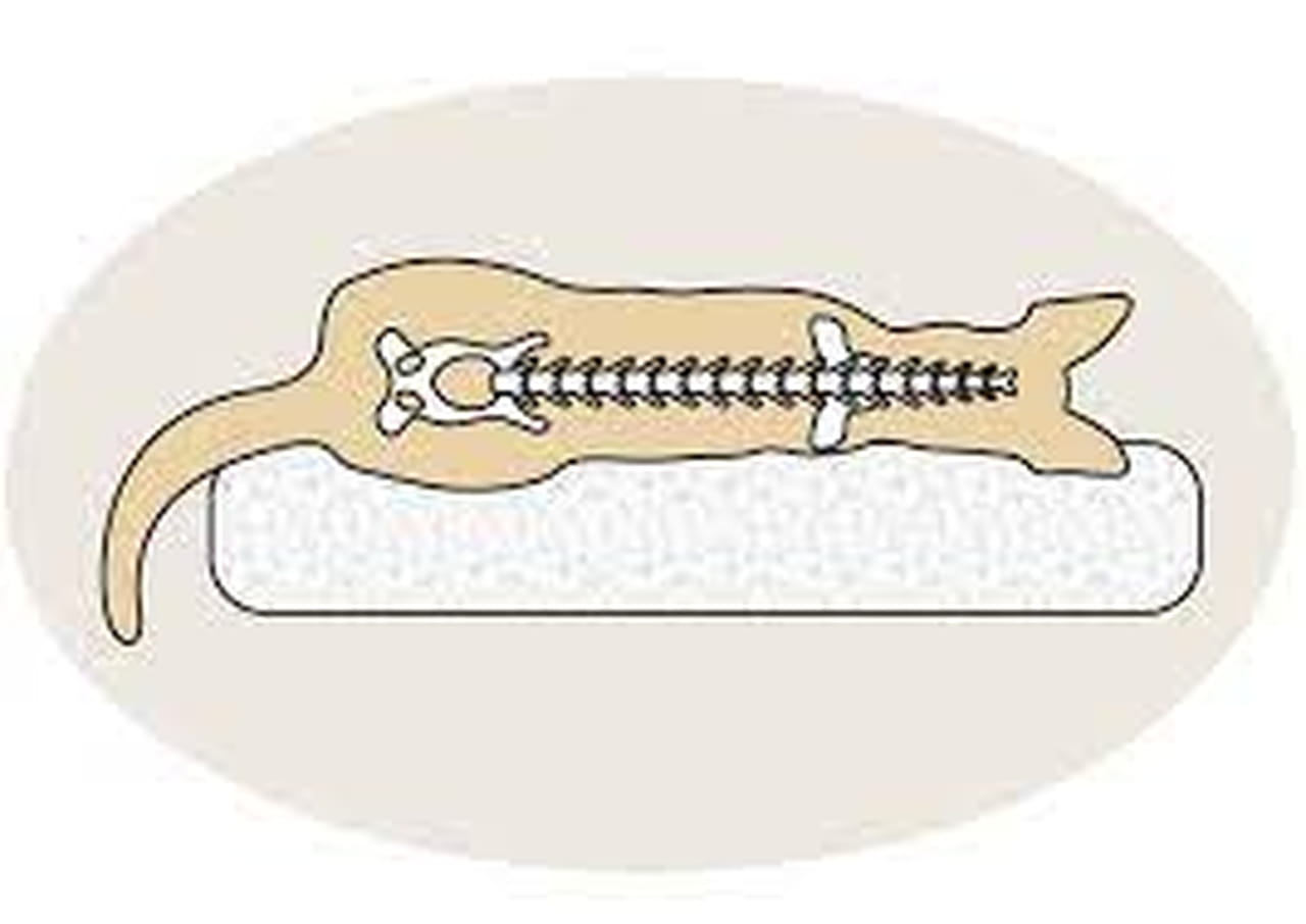 jak działa pianka ortopedyczna dla psa