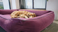 Video in Galerie-Betrachter laden und wiedergeben, Hundecouch Filipek
